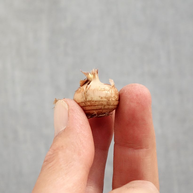 Exemplar von Krokus Cream Beauty - Crocus chrysanthus Zwiebel Kaliber/Größe 6+ wie im Herbst geliefert