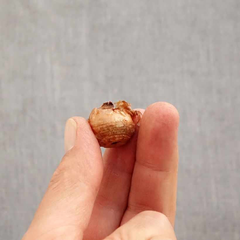 Exemplar von Krokus Gipsy Girl - Crocus chrysanthus Zwiebel Kaliber/Größe 5+ wie im Herbst geliefert