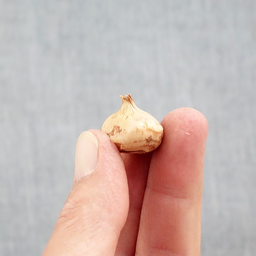 Exemplar von Krokus Snowbunting - Crocus chrysanthus Zwiebel Kaliber/Größe 5+ wie im Herbst geliefert