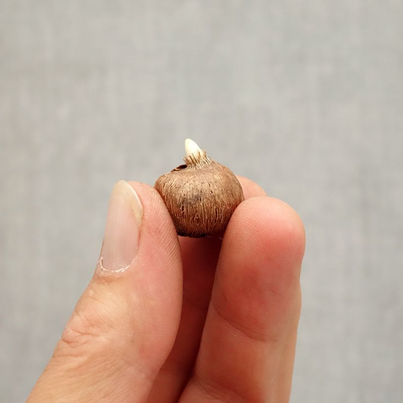 Exemplar von Krokus Zenith - Crocus chrysanthus Zwiebel Kaliber/Größe I wie im Herbst geliefert