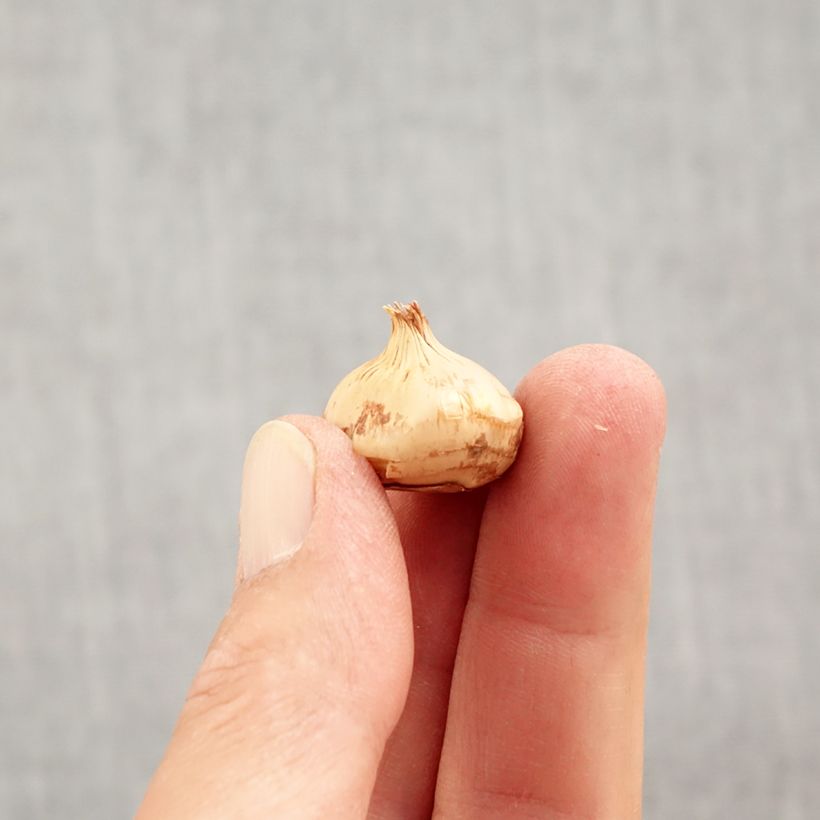 Exemplar von Krokus Zwanenburg Bronze - Crocus chrysanthus Zwiebel Kaliber/Größe 5+ wie im Herbst geliefert