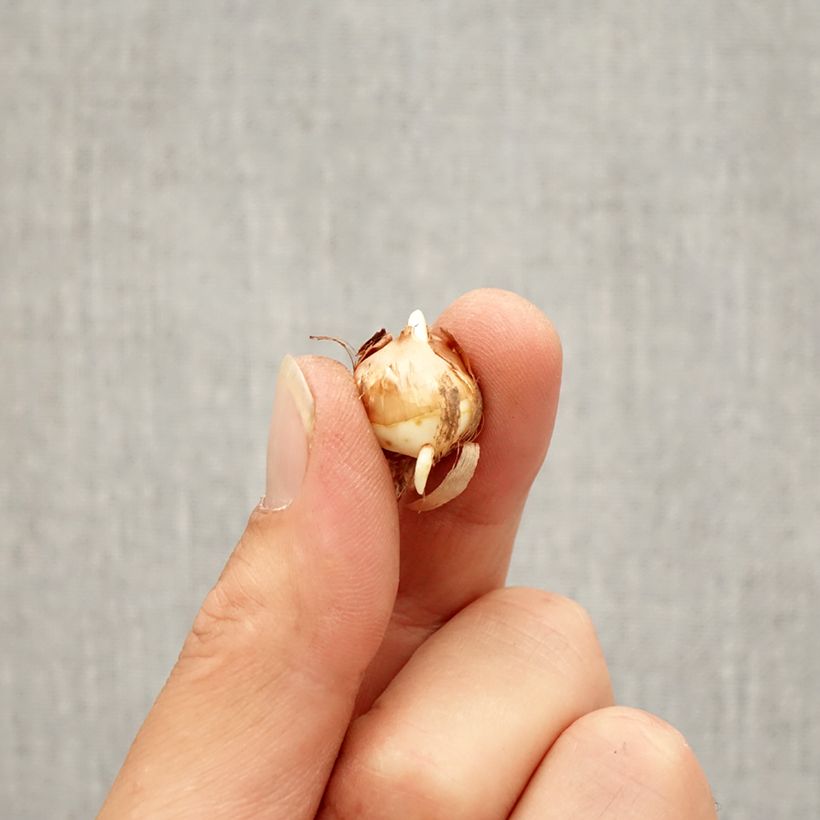 Exemplar von Korsischer Krokus - Crocus corsicus Zwiebel Kaliber/Größe 5+ wie im Herbst geliefert