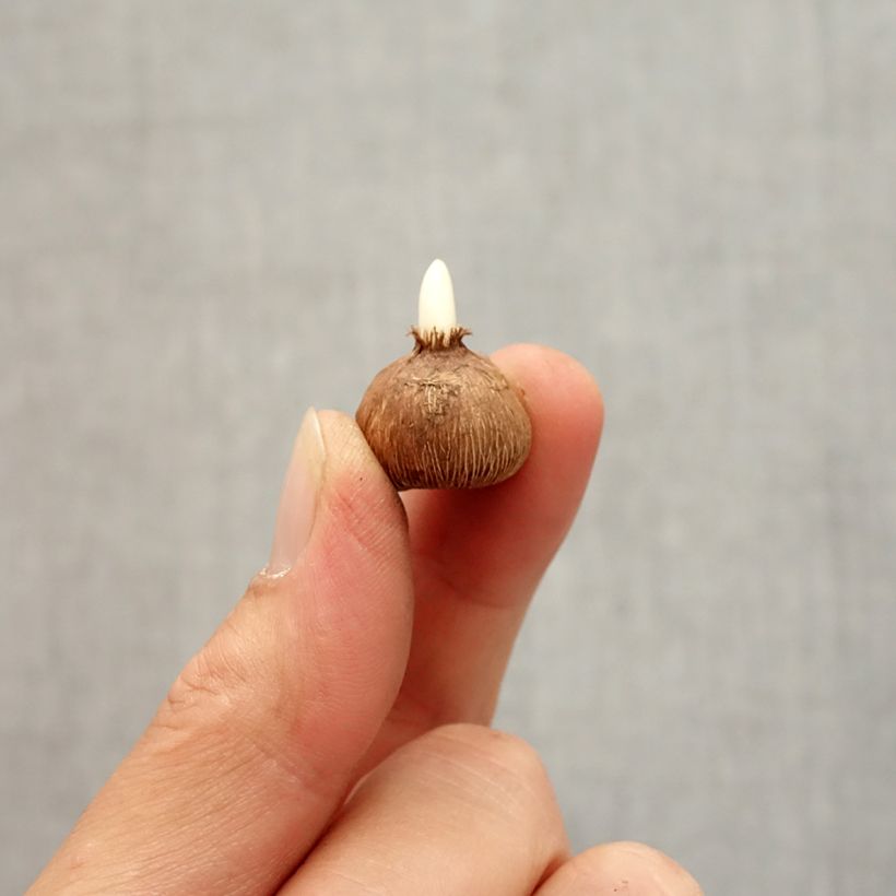 Exemplar von Wildkrokus - Crocus gargaricus Zwiebel Kaliber/Größe I wie im Herbst geliefert