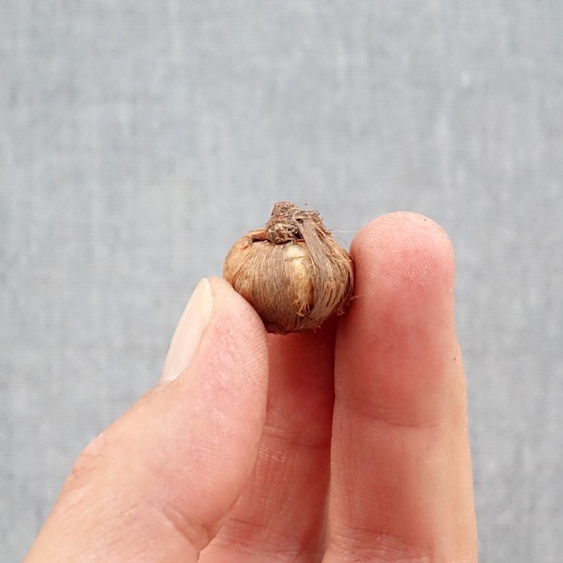 Example of Herbstblühender Krokus - Crocus ligusticus Zwiebel Kaliber/Größe 5+ as you get in automne