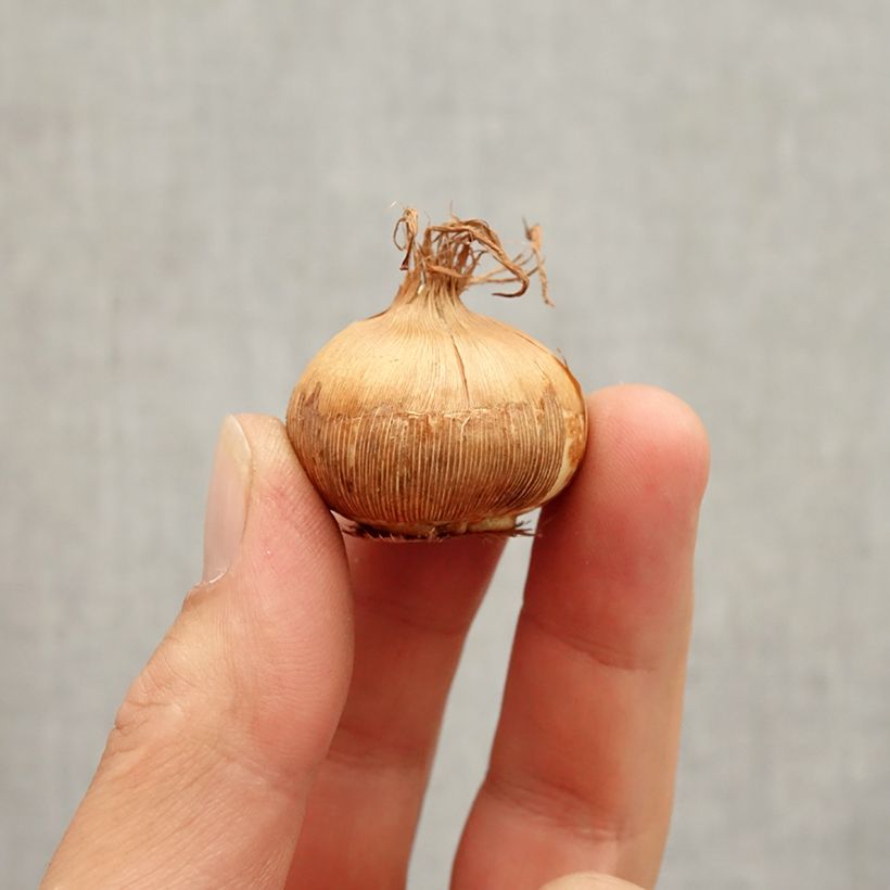 Exemplar von Großblütiger Krokus Golden Yellow - Crocus Zwiebel Kaliber/Größe 8+ wie im Herbst geliefert