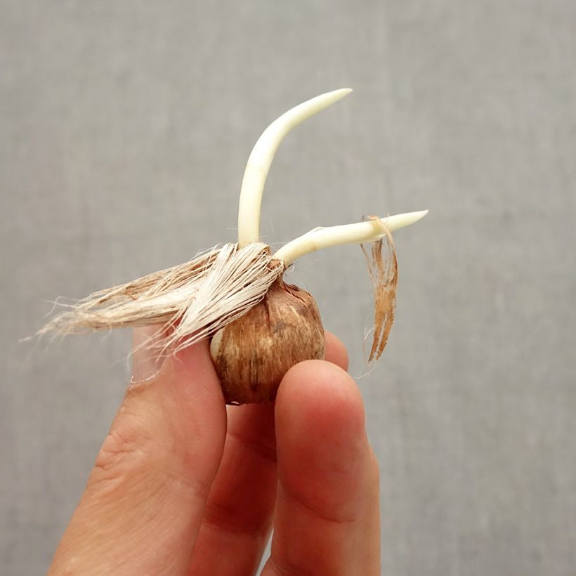 Exemplar von Großblütiger Krokus Pickwick - Crocus Zwiebel Kaliber/Größe 8+ wie im Herbst geliefert