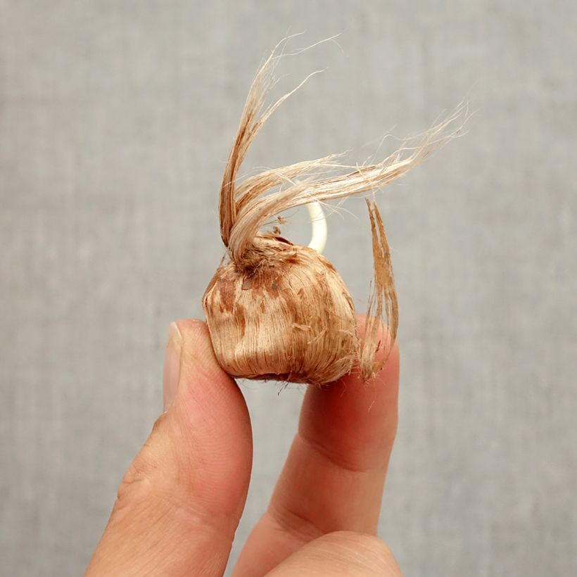 Exemplar von Großblütiger Krokus Remembrance - Crocus Zwiebel Kaliber/Größe 8+ wie im Herbst geliefert