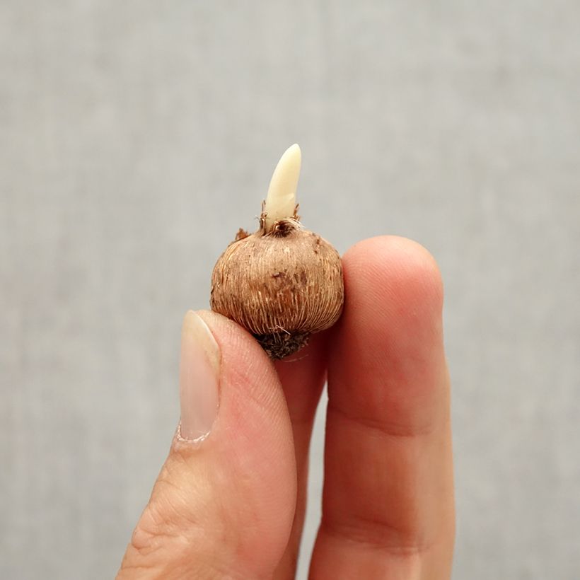 Exemplar von Kleiner Krokus Bavella - Crocus minimus Zwiebel Kaliber/Größe I wie im Herbst geliefert