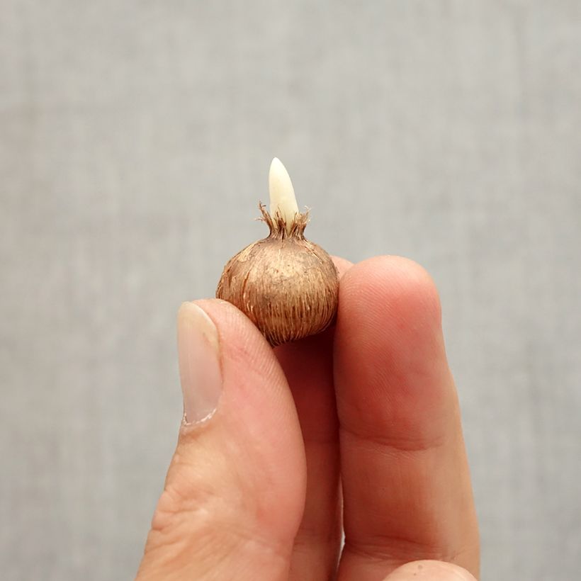 Exemplar von Wildkrokus - Crocus olivieri subsp. olivieri Zwiebel Kaliber/Größe I wie im Herbst geliefert