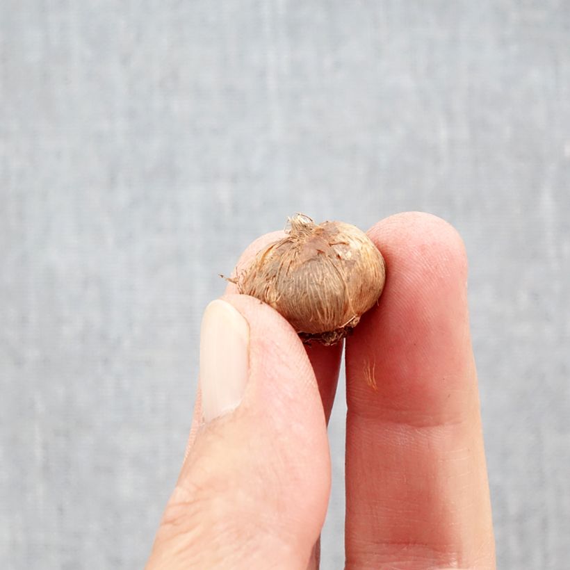 Exemplar von Wildkrokus Orange Monarch - Crocus olivieri subsp. balansae Zwiebel Kaliber/Größe 5+ wie im Herbst geliefert