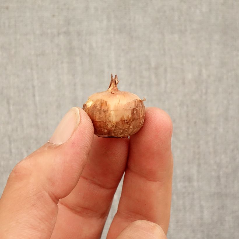 Exemplar von Herbst-Krokus Zephyr - Crocus pulchellus Zwiebel Kaliber/Größe 5+ wie im Herbst geliefert