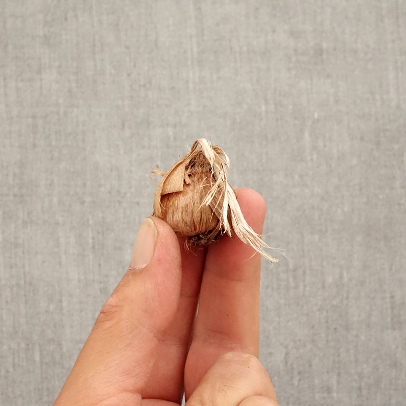 Exemplar von Safrankrokus - Crocus sativus Zwiebel Kaliber/Größe 8+ wie im Herbst geliefert