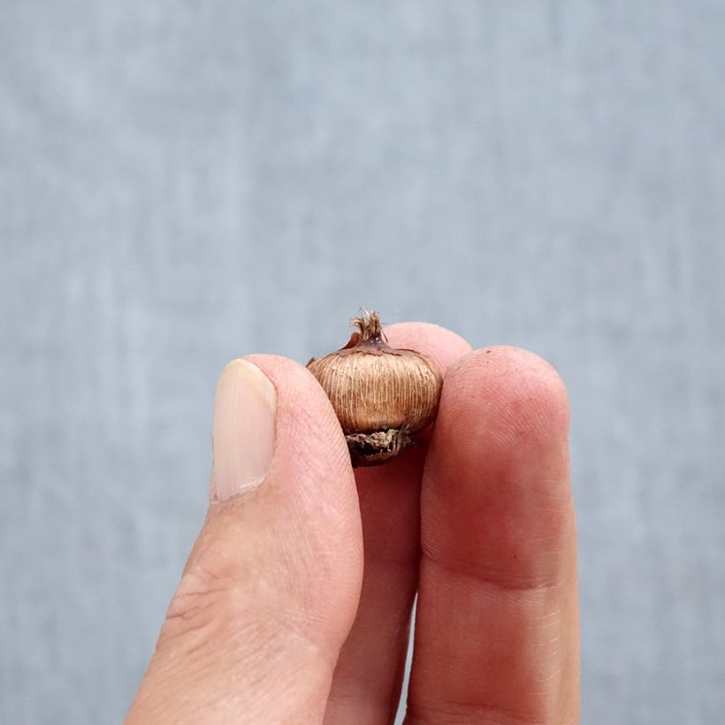 Exemplar von Sieber-Krokus Firefly - Crocus sieberi Zwiebel Kaliber/Größe 5+ wie im Herbst geliefert