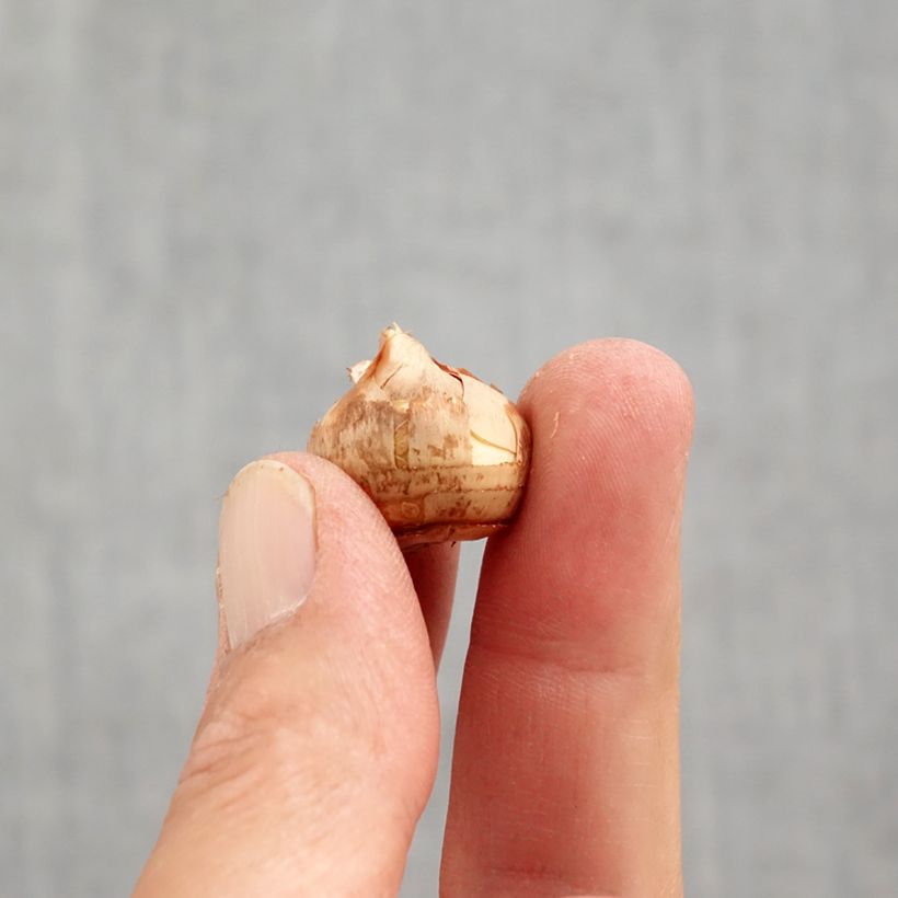 Exemplar von Sieber-Krokus Tricolor - Crocus sieberi Zwiebel Kaliber/Größe 6+ wie im Herbst geliefert