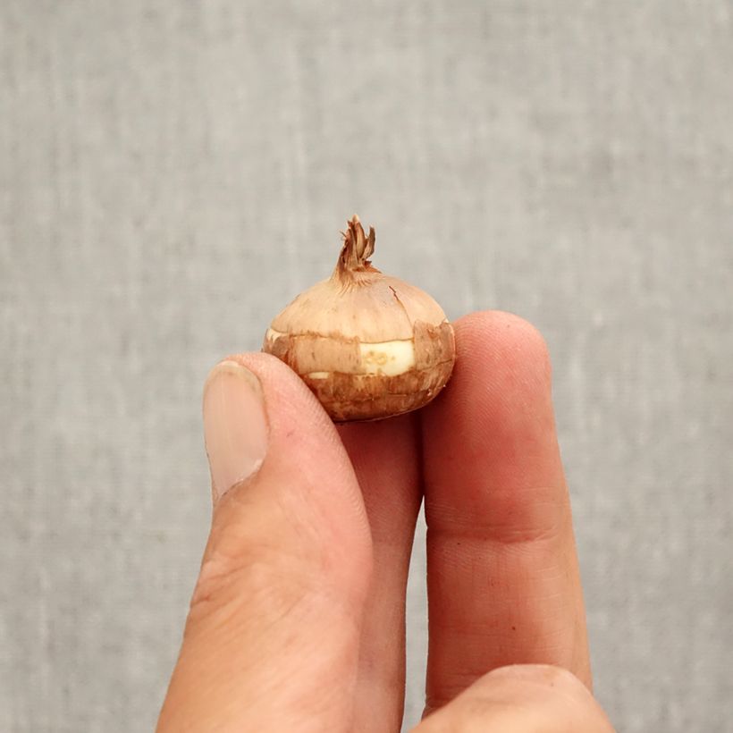 Exemplar von Pracht-Herbst-Krokus Crocus Speciosus Albus - Crocus speciosus Zwiebel Kaliber/Größe 5+ wie im Herbst geliefert