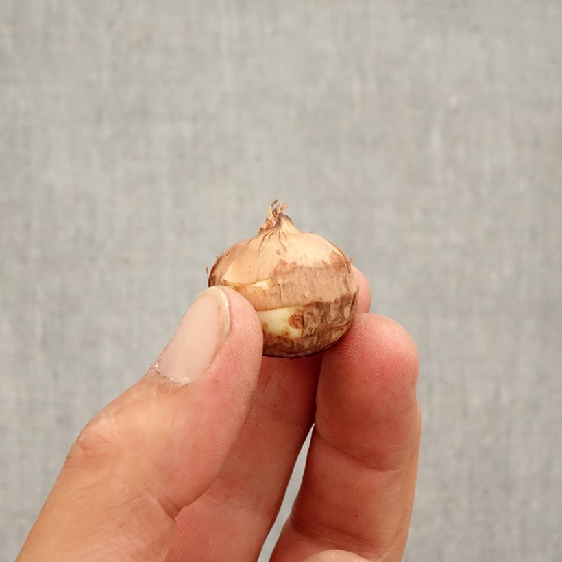 Exemplar von Pracht-Herbst-Krokus Artabir - Crocus speciosus Zwiebel Kaliber/Größe 5+ wie im Herbst geliefert