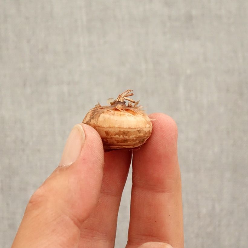 Example of Pracht-Herbst-Krokus Cassiope - Crocus speciosus Zwiebel Kaliber/Größe 5+ as you get in automne