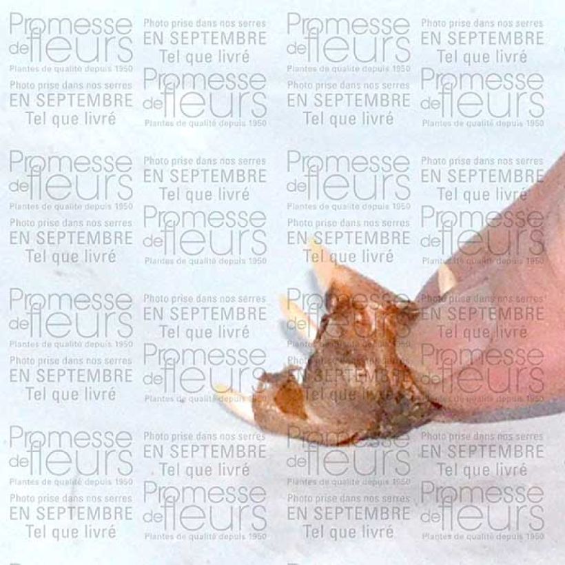 Beispiel eines Exemplars von Crocus speciosus Conquéror Bulbe calibre 5+ wie geliefert