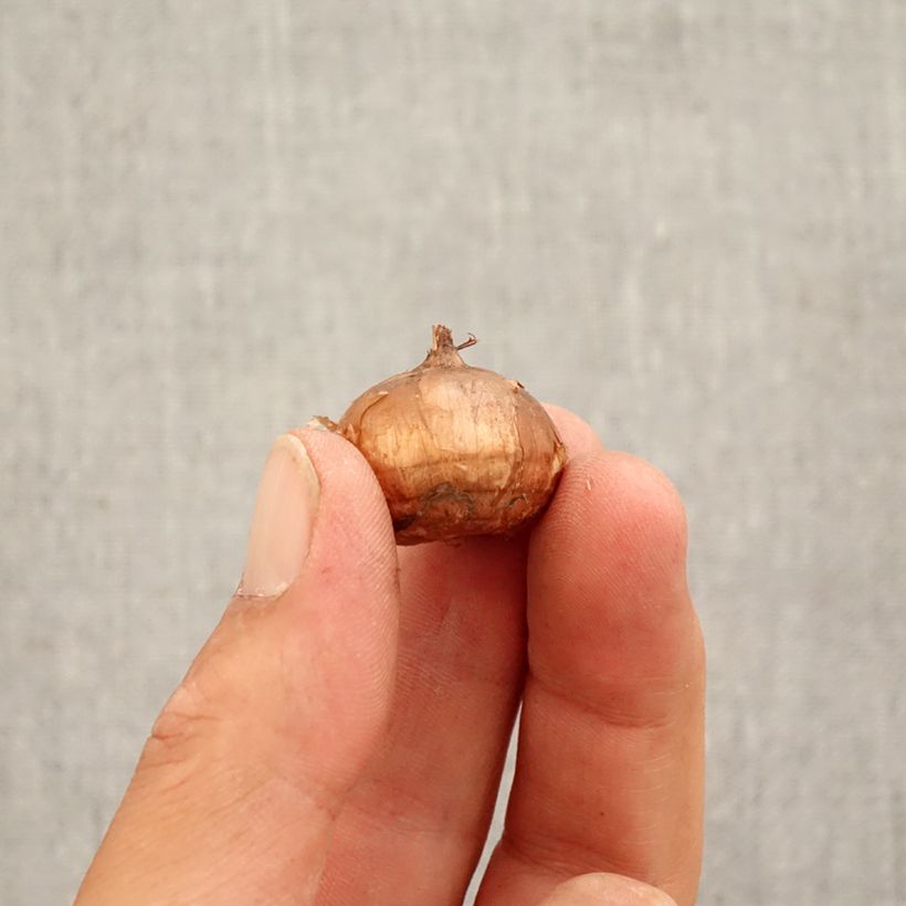 Example of Pracht-Herbst-Krokus Conqueror - Crocus speciosus Zwiebel Kaliber/Größe 5+ as you get in automne