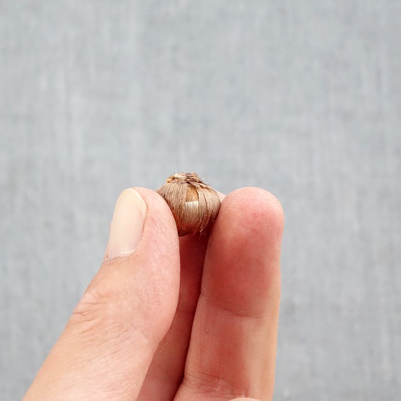 Exemplar von Großblütiger Krokus Stellaris - Crocus Zwiebel Kaliber/Größe 5+ wie im Herbst geliefert