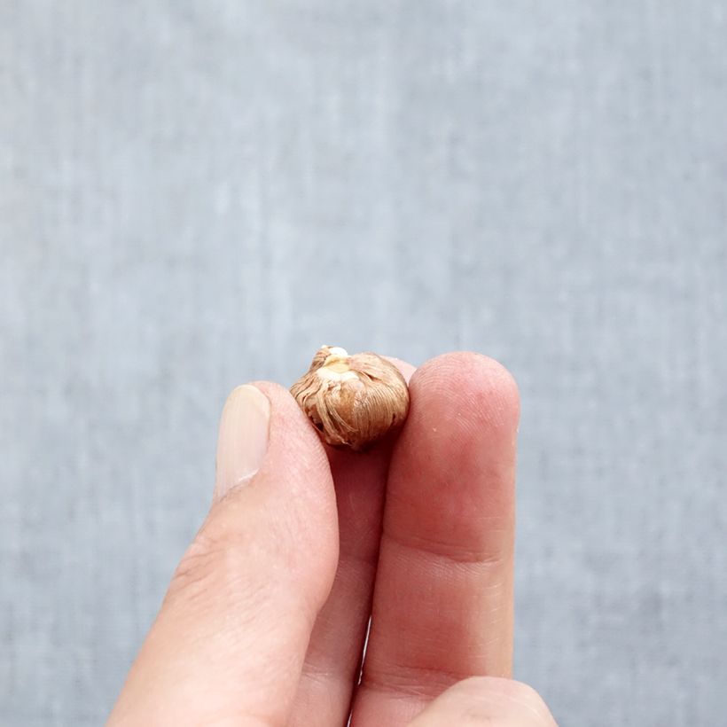 Example of Elfen-Krokus Barr's Purple - Crocus tommasinianus Zwiebel Kaliber/Größe 5+ as you get in automne