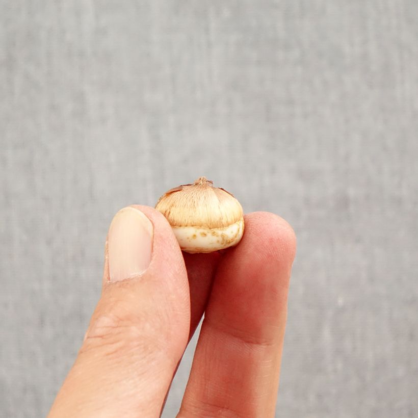 Example of Elfen-Krokus Blue Ocean - Crocus tommasinianus Zwiebel Kaliber/Größe 6+ as you get in automne