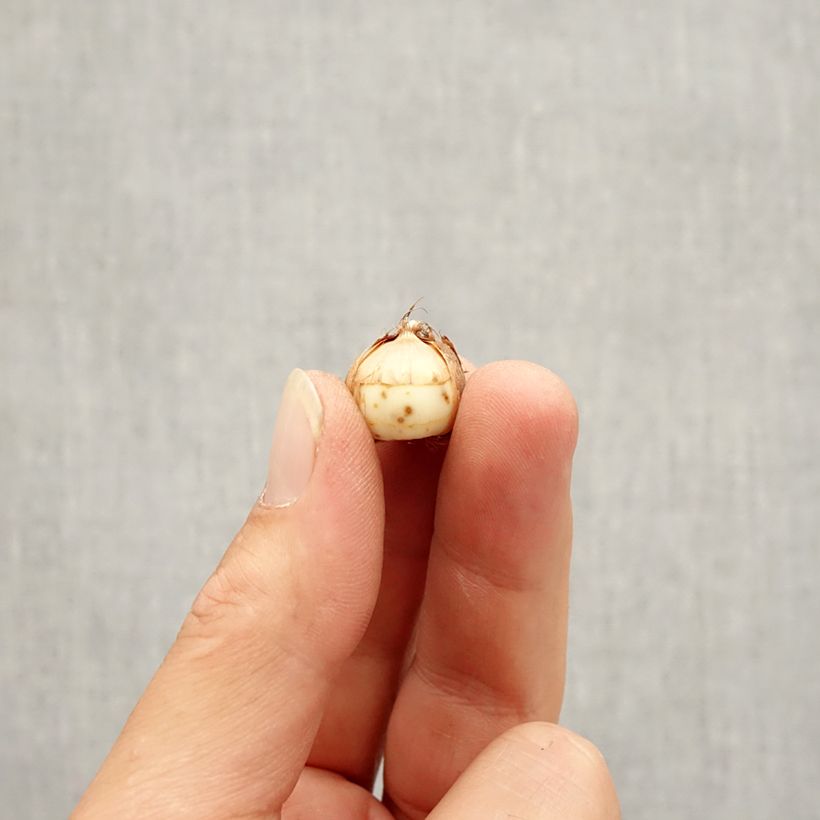 Exemplar von Elfen-Krokus Roseus - Crocus tommasinianus Zwiebel Kaliber/Größe 5+ wie im Herbst geliefert