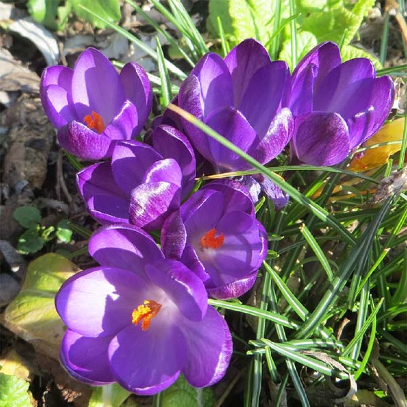 Elfen-Krokus Ruby Giant - Crocus tommasinianus (Flowering)