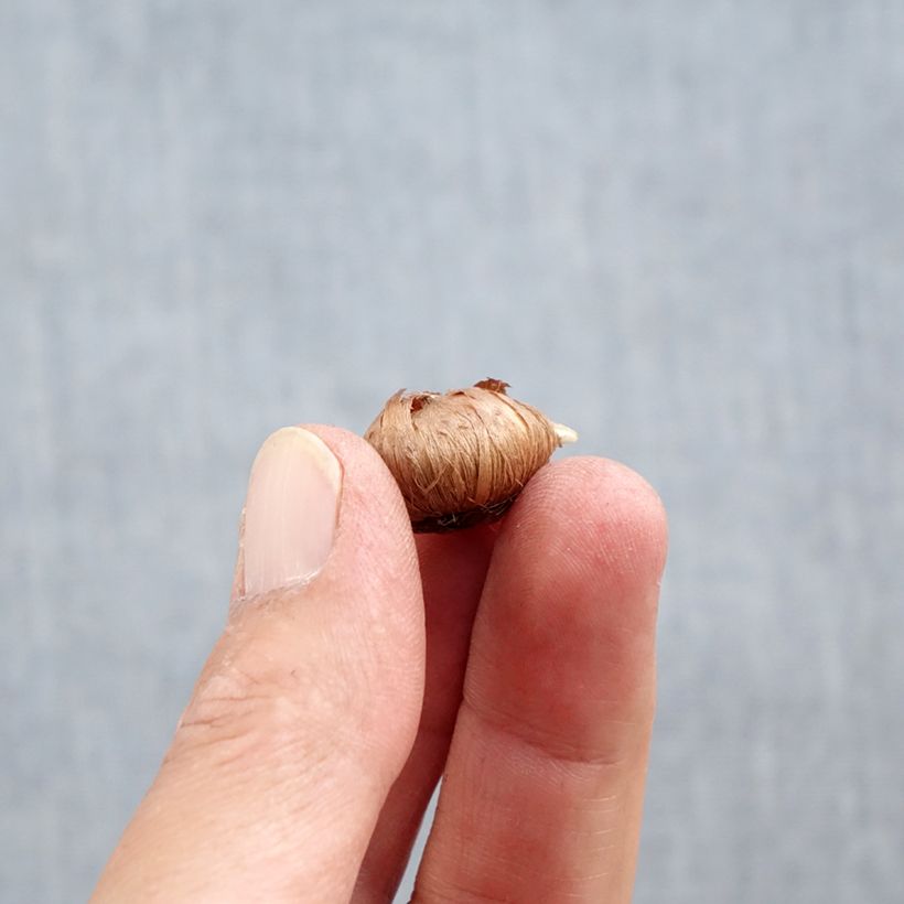 Example of Elfen-Krokus Ruby Giant - Crocus tommasinianus Zwiebel Kaliber/Größe 5+ as you get in automne