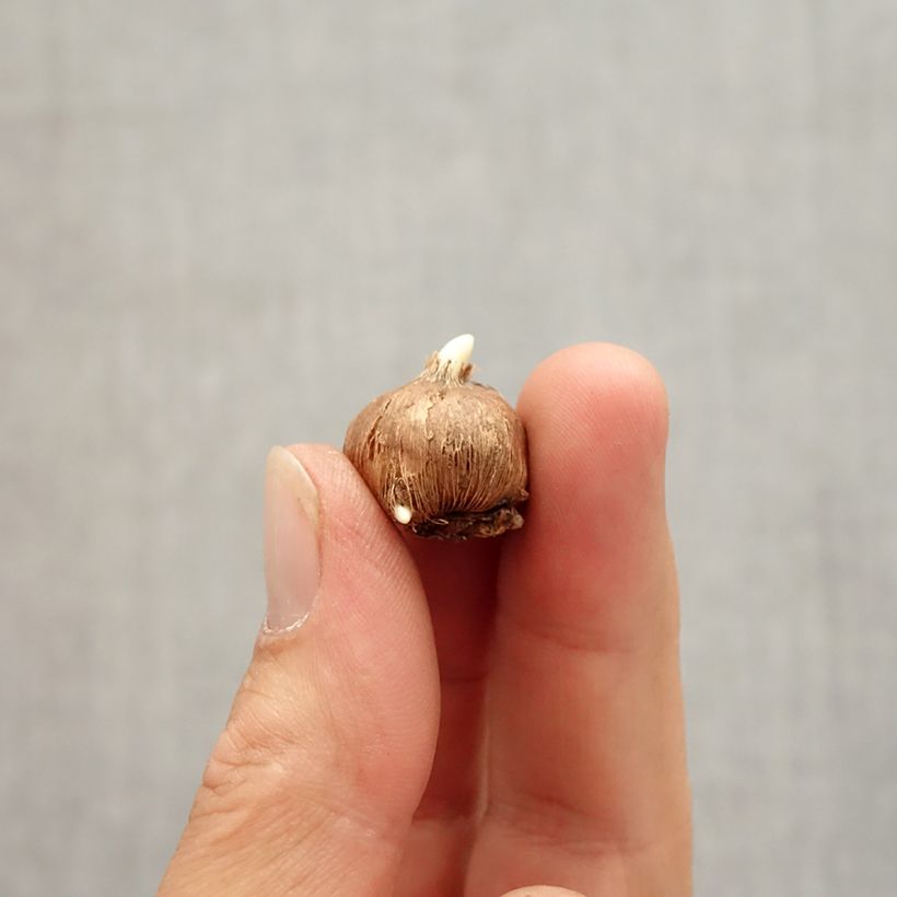 Exemplar von Wildkrokus - Crocus vitellinus Zwiebel Kaliber/Größe 5+ wie im Herbst geliefert