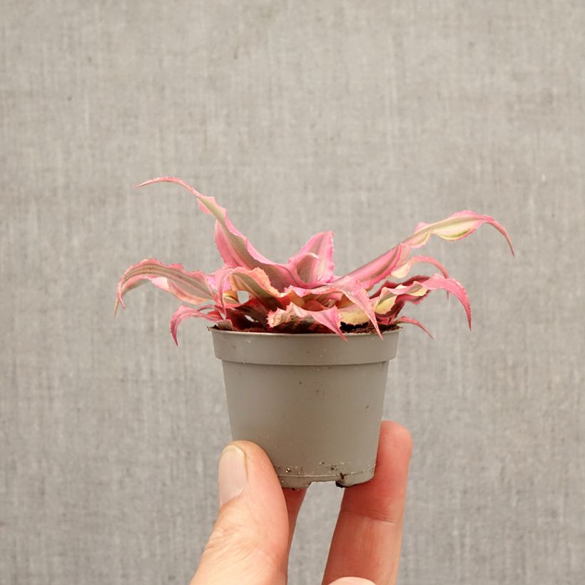 Exemplar von Cryptanthus Pink Star - Erdbromelie Mini-Pflanze wie im Frühjahr geliefert