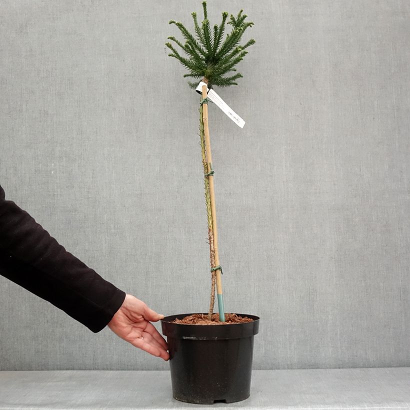 Exemplar von Cryptomeria japonica Dinger - Cèdre du Japon Pot de 4L/5L, Tige, Tige de 60 cm wie im Winter geliefert