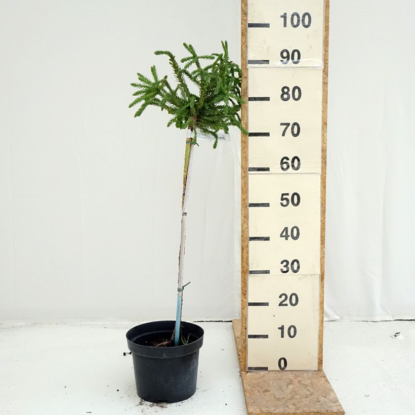 Exemplar von Cryptomeria japonica Dinger Topf mit 4L/5L, Stamm wie im Sommer geliefert