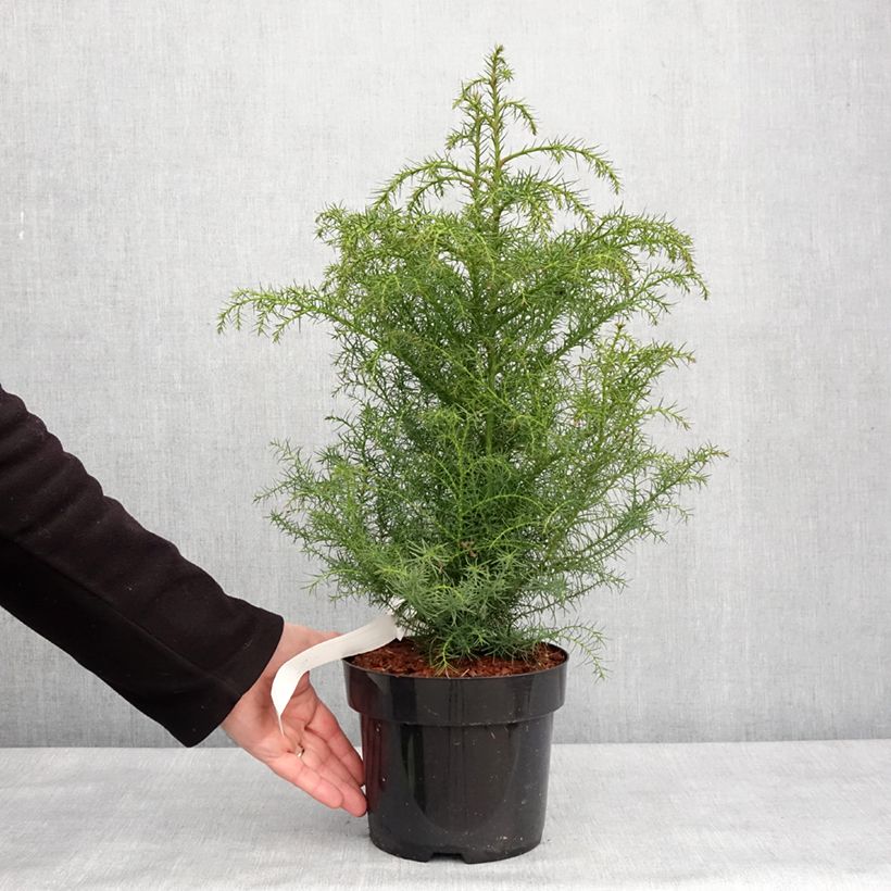 Exemplar von Cryptomeria japonica Elegans Viridis Topf mit 2L/3L wie im Winter geliefert
