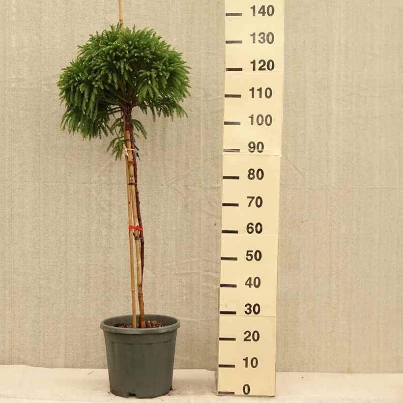 Exemplar von Cryptomeria japonica Globosa Nana Topf mit 12L/15L, Stamm wie im Herbst geliefert