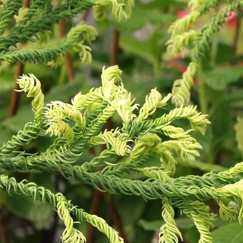 Cryptomeria japonica Kyara Gold® (Laub)