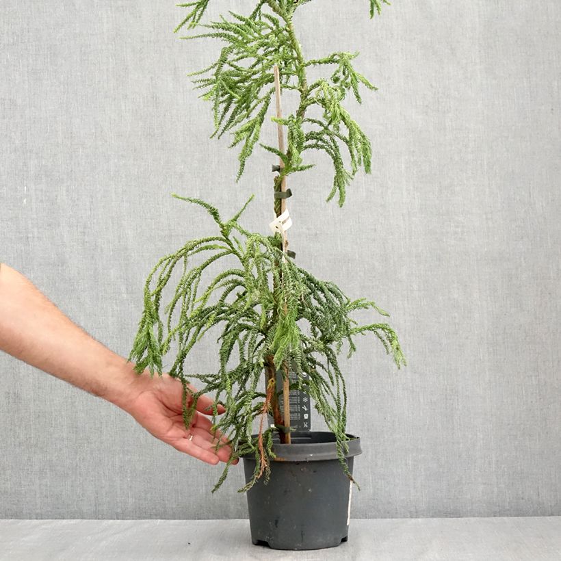 Exemplar von Cryptomeria japonica Kyara Gold® Topf mit 3L/4L wie im Sommer geliefert
