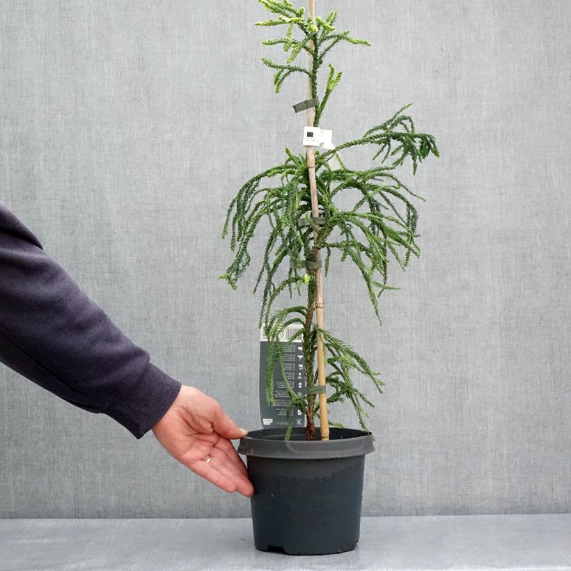 Exemplar von Cryptomeria japonica Kyara Gold® Topf mit 3L/4L wie im Frühjahr geliefert