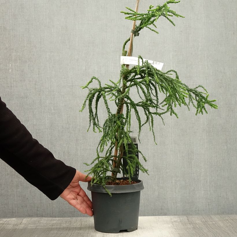 Exemplar von Cryptomeria japonica Kyara Gold - Cèdre du Japon doré Pot de 3L/4L wie im Herbst geliefert