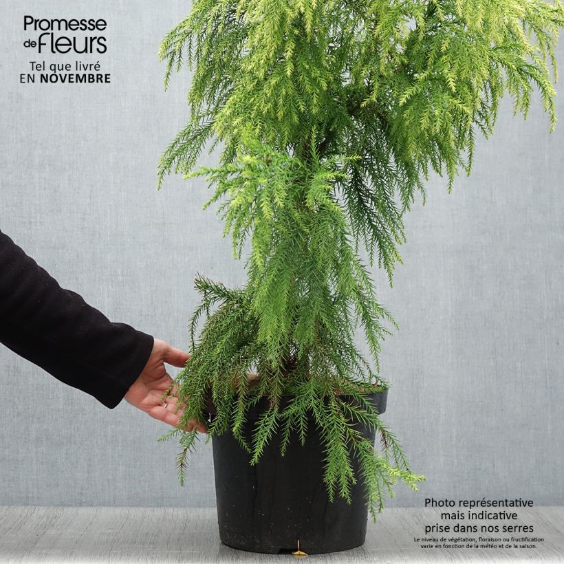 Exemplar von Cryptomeria japonica Sekkan Sugi Topf mit 7,5L/10L wie im Herbst geliefert