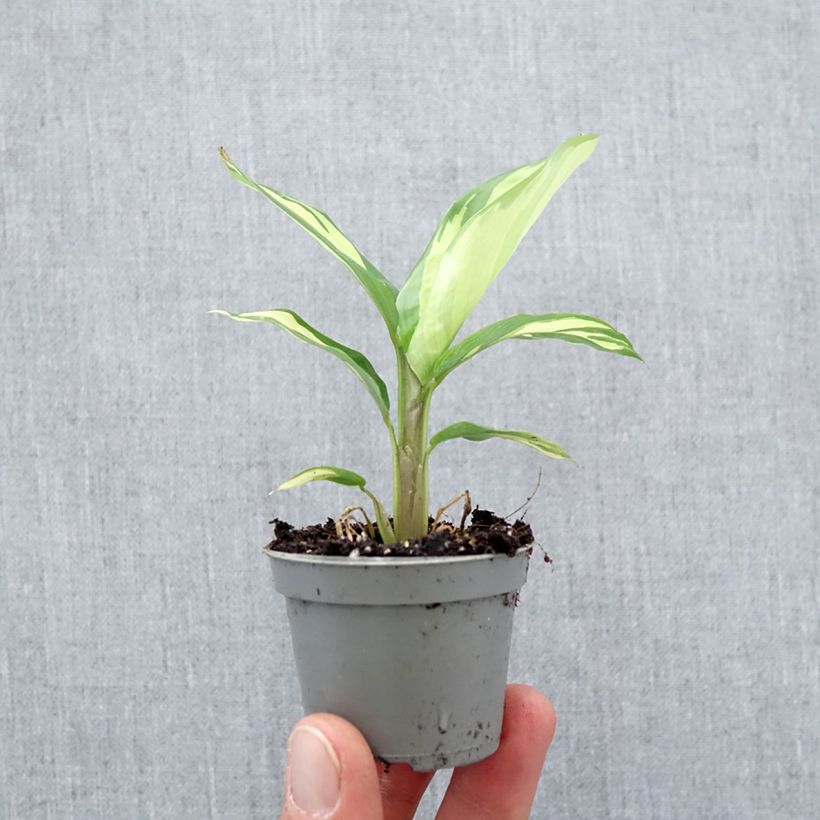 Exemplar von Ctenanthe Golden Mosaic Mini-Pflanze wie im Frühjahr geliefert