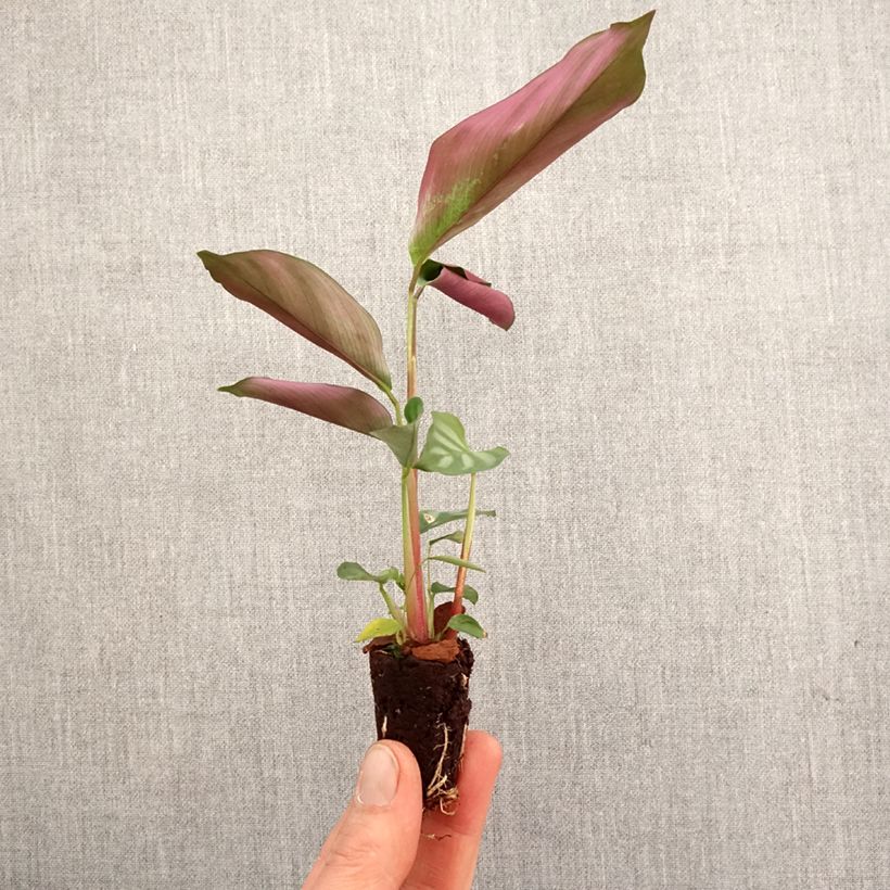 Exemplar von Ctenanthe oppenheimiana Mini-Pflanze wie im Frühjahr geliefert