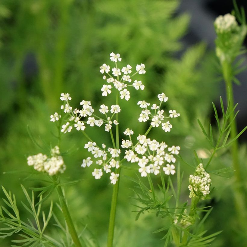 Echter Kümmel - Carum carvi (Flowering)