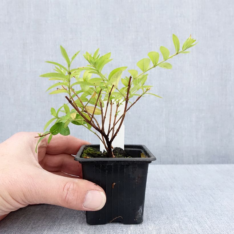 Example of Cuphea hyssopifolia Purple - Japanische Scheinmyrthe Kleine Töpfe von 8/9 cm as you get in printemps