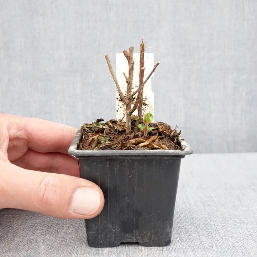 Example of Cuphea Twinkle Pink - Köcherblümchen Kleine Töpfe von 8/9 cm as you get in printemps