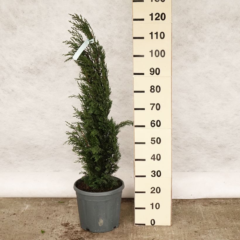 Example of Cupressus sempervirens var. stricta - Mittelmeer-Zypresse Topf mit 7,5L/10L as you get in printemps