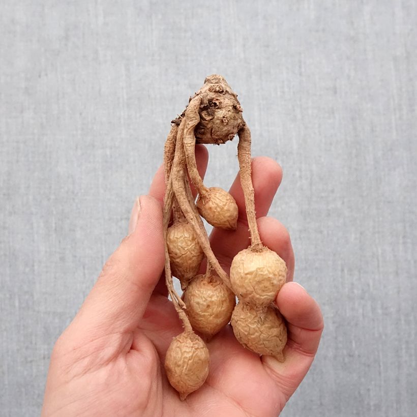 Example of Curcuma alismatifolia Pink - Safranwurz Zwiebel Kaliber/Größe I as you get in printemps