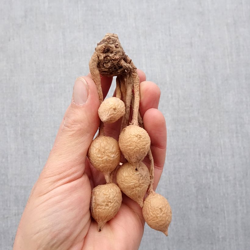 Exemplar von Curcuma alismatifolia Red - Safranwurz Zwiebel Kaliber/Größe I wie im Frühjahr geliefert