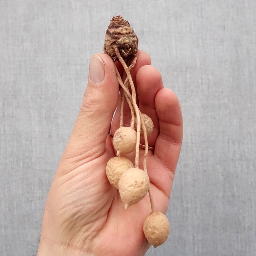 Exemplar von Curcuma alismatifolia White - Safranwurz Zwiebel Kaliber/Größe I wie im Frühjahr geliefert