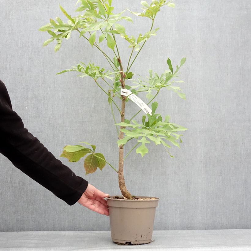 Exemplar von Cussonia spicata Topf mit 4L/5L wie im Winter geliefert